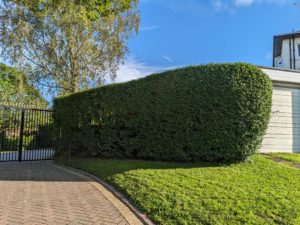 Trimmed privet hedge on a sunny day
